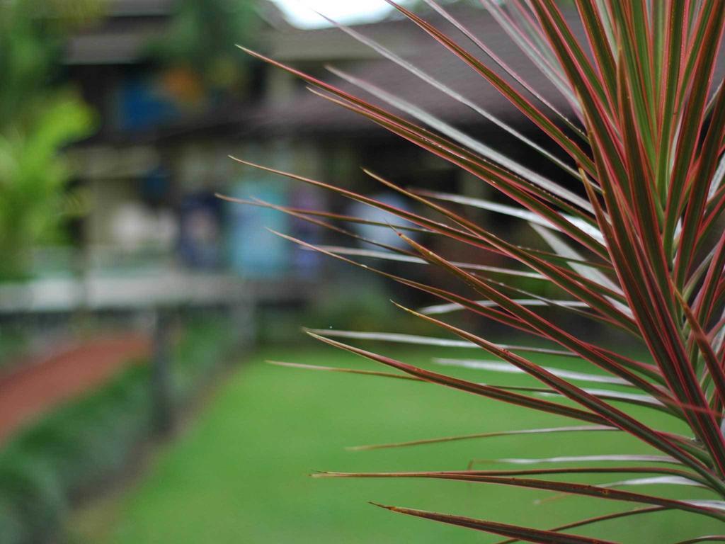 Arenal Backpackers Resort La Fortuna Esterno foto A view of the football field at the university